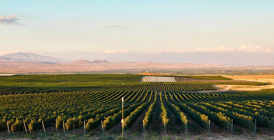 vineyards Karas wines